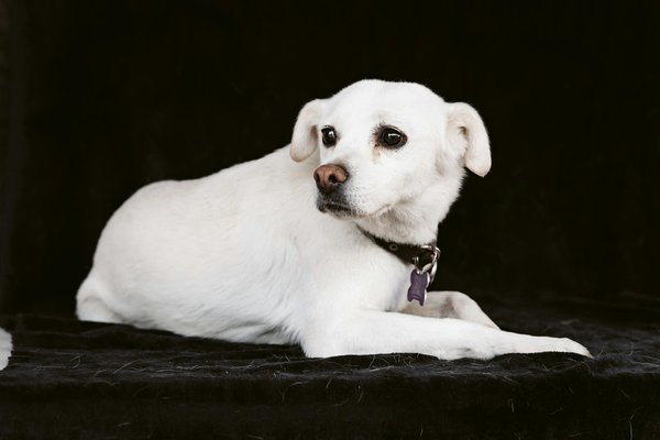 How can you create a cat-friendly garden that is both stimulating and safe for your feline friend?