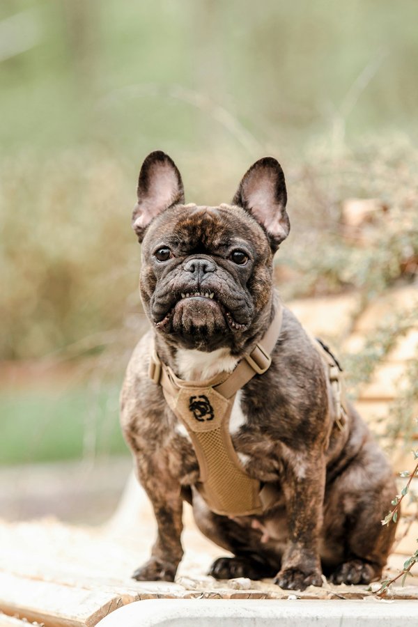 What are the unique care requirements for a brachycephalic dog like a Pug?