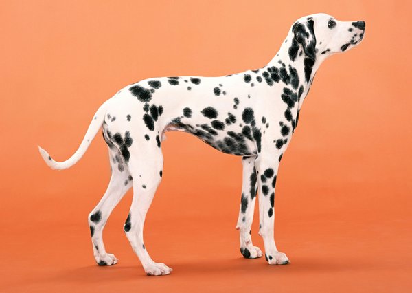 What are the signs of cognitive dysfunction in an aging Dalmatian?